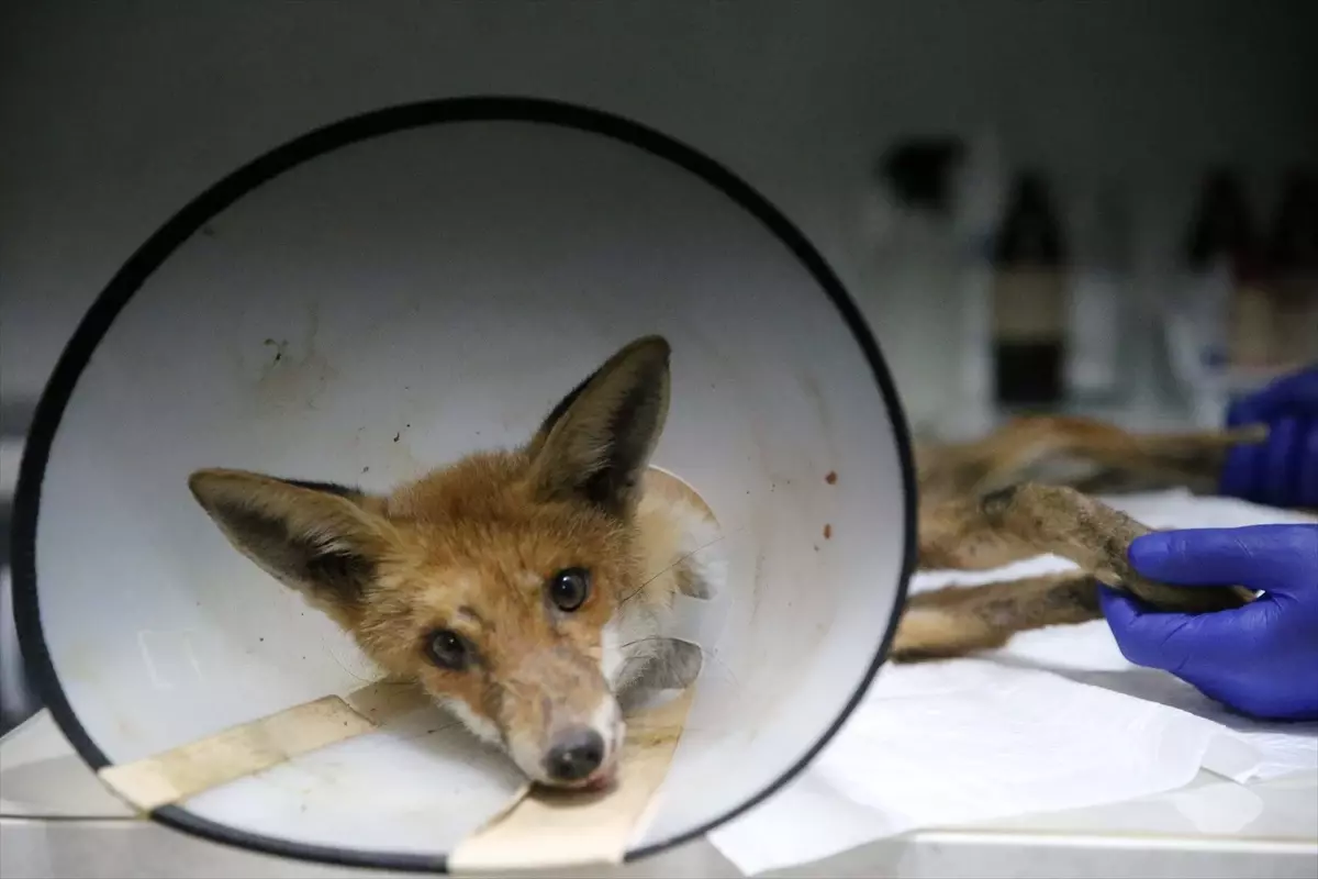 Fethiye’de yaralı tilki ameliyatla yaşama tutundu