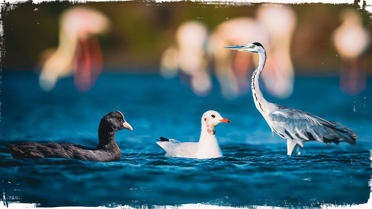 Türkiye’nin en kalabalık kuş türü: Sakarmeke