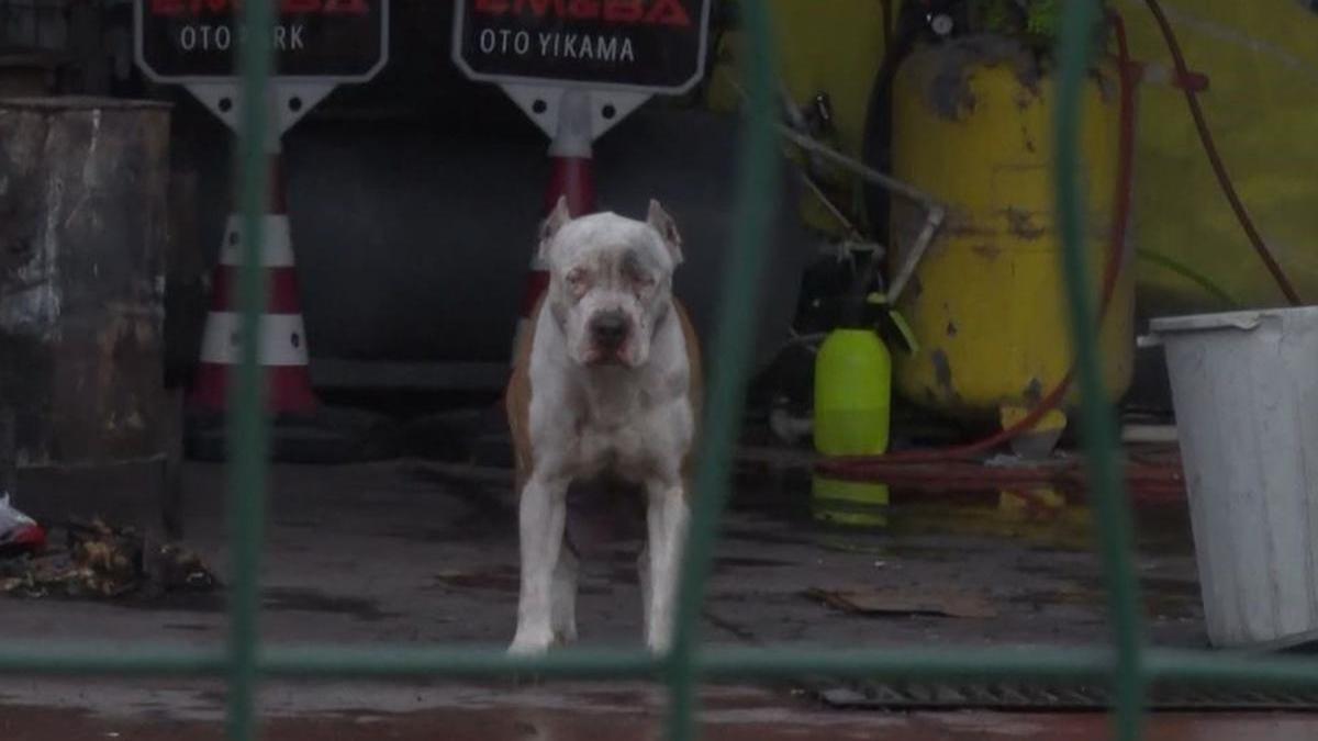 İstanbul’da pitbull dehşeti! Sahibine ve arkadaşına saldırdı